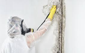 Mold Removal for HVAC Installations in Villa Grove, IL